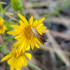 Elasmopalpus lignosella