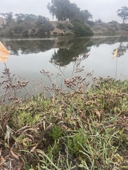 Limonium californicum