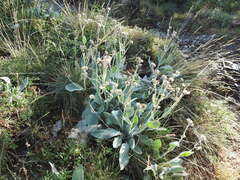 Hieracium tomentosum