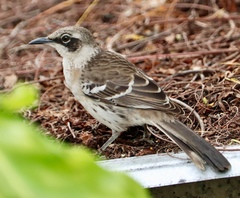 Mimus parvulus