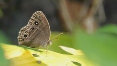 Mycalesis mineus