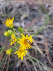 Elasmopalpus lignosella