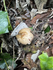 Limacella