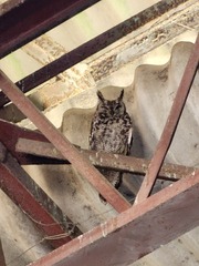 Bubo africanus africanus