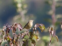 Phylloscopus