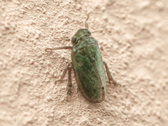 Tettigometra
