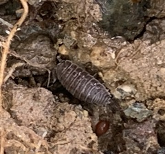 Holoverticata