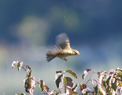 Phylloscopus