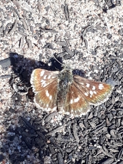 Carcharodina