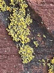 Xanthomendoza weberi