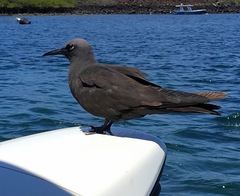 Anous stolidus galapagensis