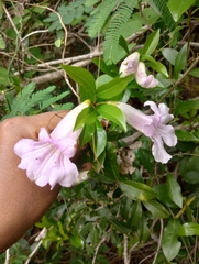 Bignonia callistegioides