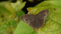 Mycalesis mineus