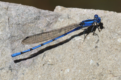 Argia lacrimans