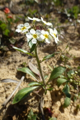 Manulea corymbosa