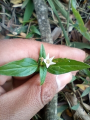 Spigelia humboldtiana
