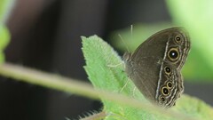 Mycalesis mineus