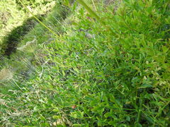 Laserpitium gallicum