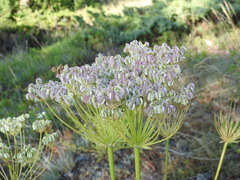 Laserpitium gallicum