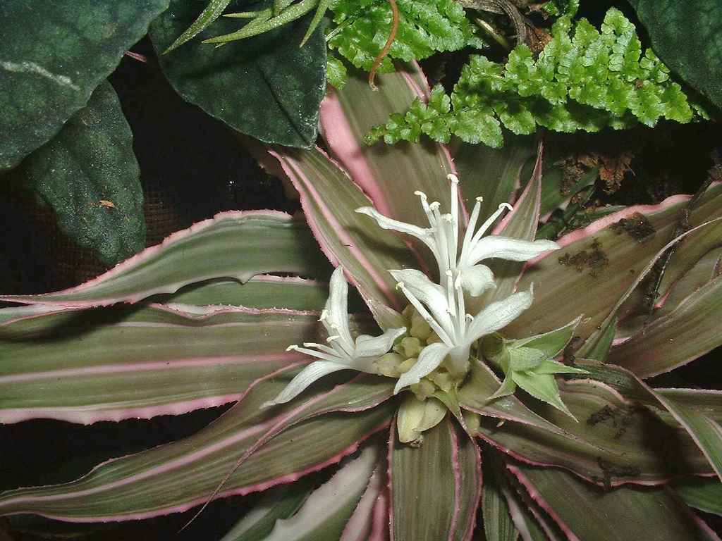 Cryptanthus bivittatus