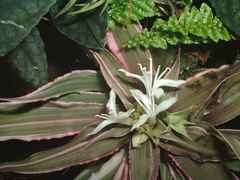 Sternkissen (Cryptanthus bivittatus)