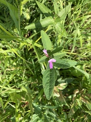 Desmodium