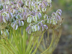 Laserpitium gallicum