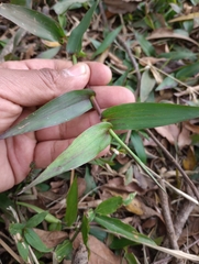 Oplismenus hirtellus