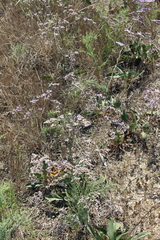 Limonium meyeri