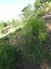 Laserpitium gallicum