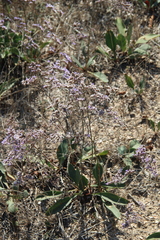 Limonium meyeri