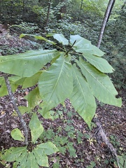 Magnolia fraseri