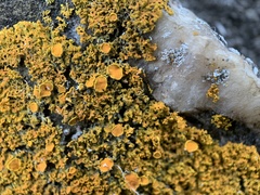 Xanthomendoza weberi