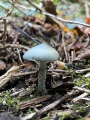 Stropharia caerulea