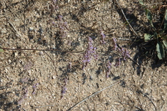 Limonium meyeri