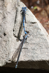 Argia lacrimans