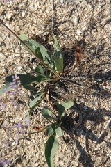 Limonium meyeri