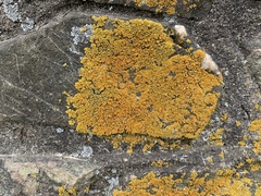 Xanthomendoza weberi