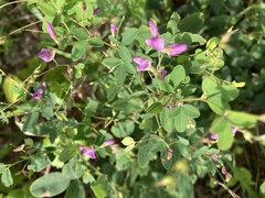 Lespedeza frutescens