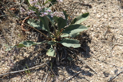 Limonium meyeri