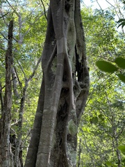 Haematoxylum brasiletto