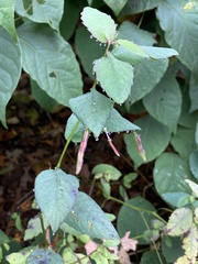 Impatiens pallida