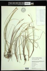 Carex livida