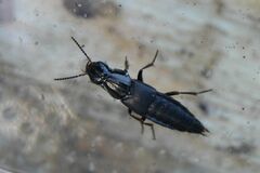 Quedius lateralis