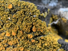 Xanthomendoza weberi