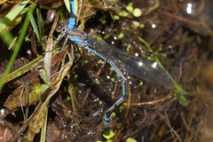 Argia lacrimans