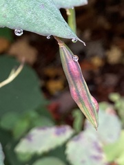 Impatiens pallida