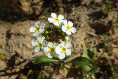 Manulea corymbosa