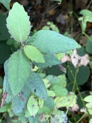 Impatiens pallida