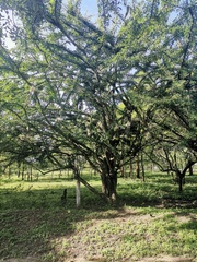 Crescentia alata